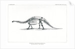 ‘Brontosaurus excelsius’ by Unknown